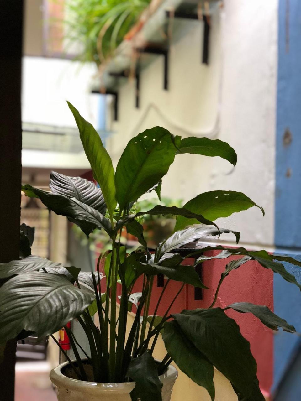 ハイフォンVentana Houseアパートメント エクステリア 写真